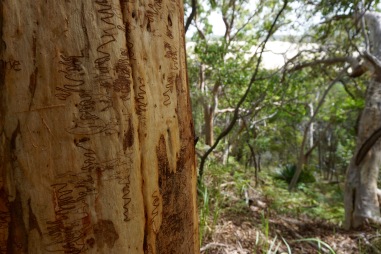Tree with aboriginal markings