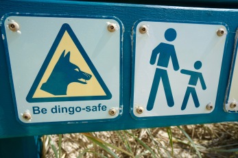 Be careful! Dingoes will eat your babies!