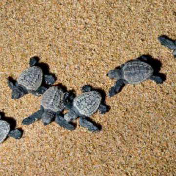 Hatchlings making their way to the water