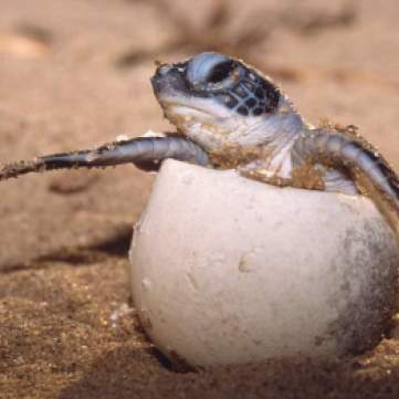 Loggerhead turtle hatchling